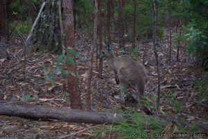 Friendly Locals at Fernhook Falls Campground - Western Grey Kangaroo