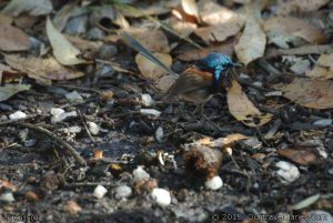 Red Winged Fairy Wren at Fernhook Falls