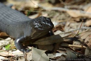 Skink at Fernhook Falls