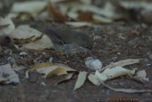 Birdlife at Fernhook Falls