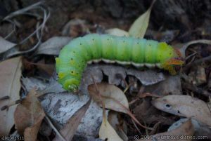 Caterpillar of the Emperor Gum Moth at Fernhook Falls