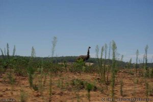 The Emu's are easy to spot if they log all the trees