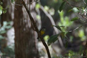 Western Yellow Robin at Barrabup Pool