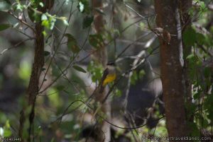 Western Yellow Robin at Barrabup Pool