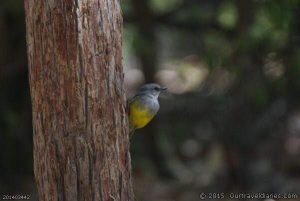 Western Yellow Robin at Barrabup Pool