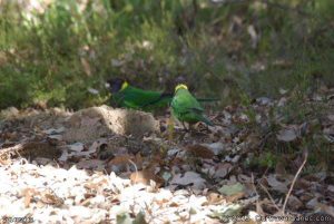 Ringneck Parrot (also known as Port Lincoln 28's)