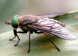 Western Australian March Fly