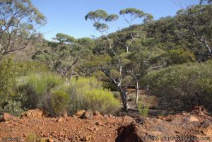 The bush on the way up the range