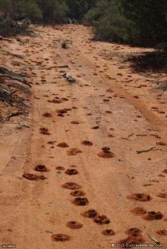 Ant hills