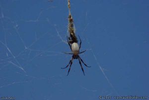 Orb spider, North of Lake Giles