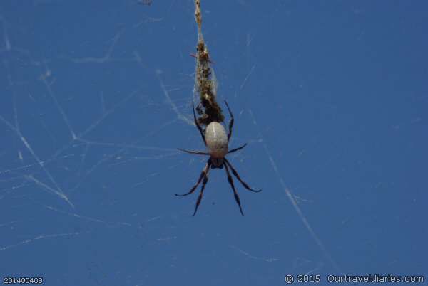 Orb spider, North of Lake Giles