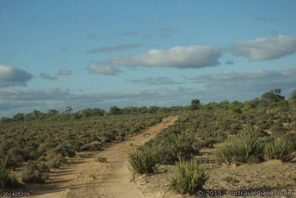 Salt lake vegetation at Lake Giles