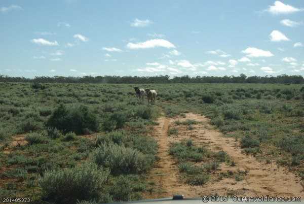 Raging Bull near Lake Giles