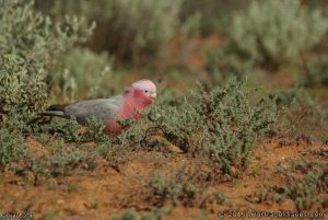 Pink & Gray Galah near Lake Giles