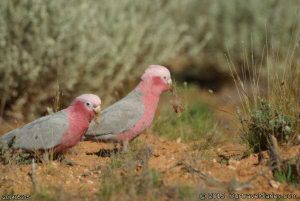 Pink & Grays tucking in for some grub