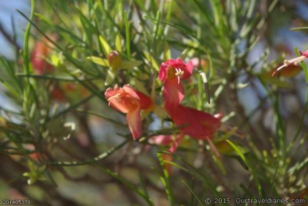 Wildflowers grow everywhere and anywhere