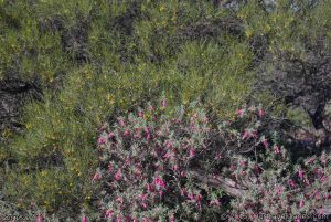 Wild flowers on the slope of Mt. Elvire