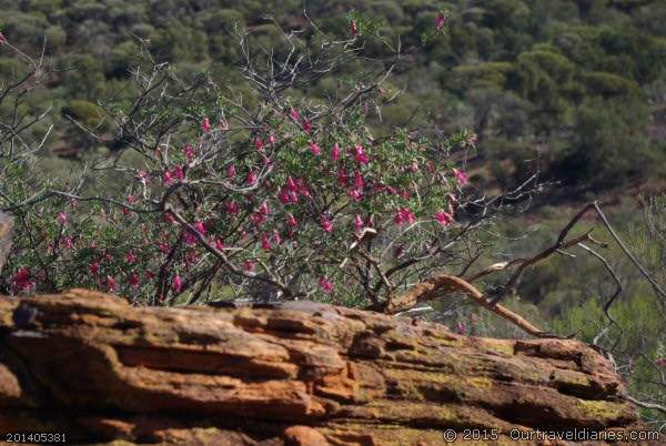 Wild flowers on the slope of Mt. Elvire