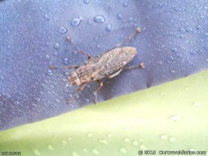 Insect on the tent