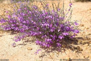 One of the many wildflowers seen along the way