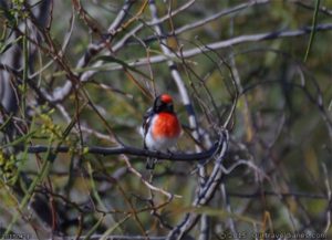 Male Red Capped Robin