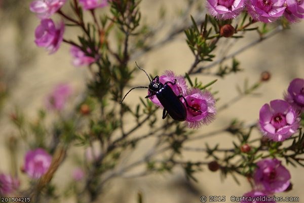 Beetle taken along The Holland Track