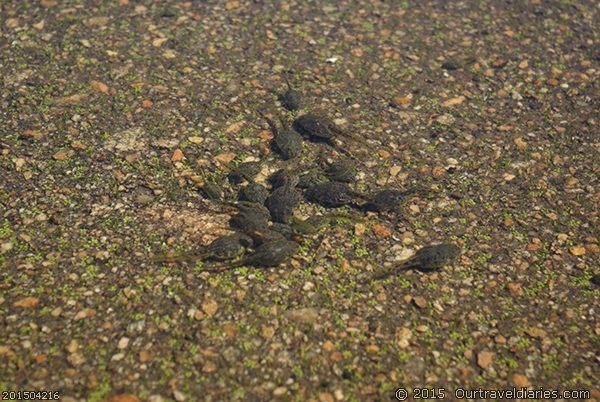 Taddies (Tadpoles)