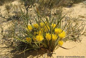 Local wildflowers