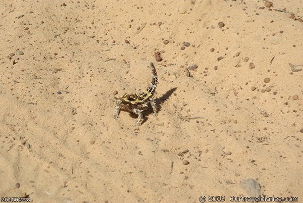 Thorny Devil