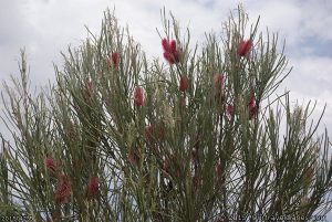 Wildflowers