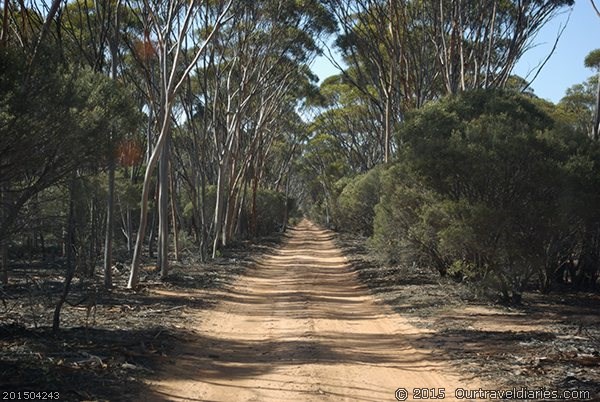 The Woodlines Track North of Cave Hill