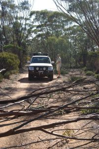 More trees to be cleared on the Woodlines Track