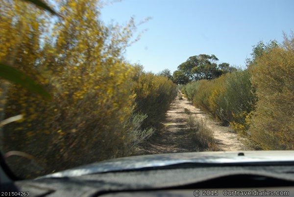 Bushes at the side of the road, Old Hyden-Norseman Road