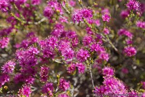 Local wildflowers