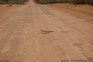 Sand goanna - Please slow down for wildlife