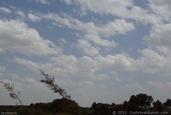 Wind blown shrubs