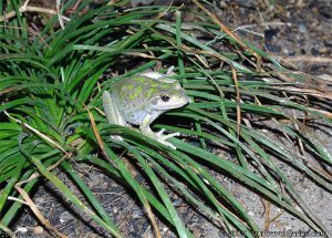 Motorbike Frog