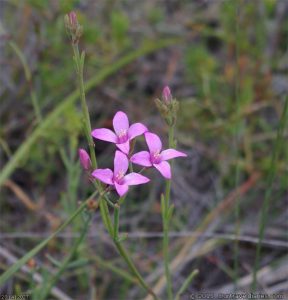 A local wildflower at Cape Arid