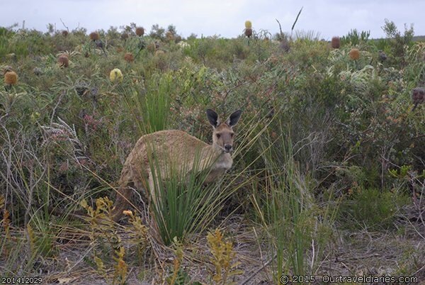 Kangaroo