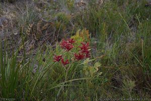 Kangaroo Paw