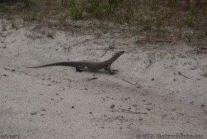 Sand Goanna seen on our way to Mt Ragged