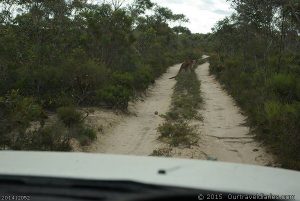 Kangaroo seen on our way to Mt Ragged