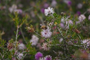 Showy Honey Myrtle and bee at Mt Ragged