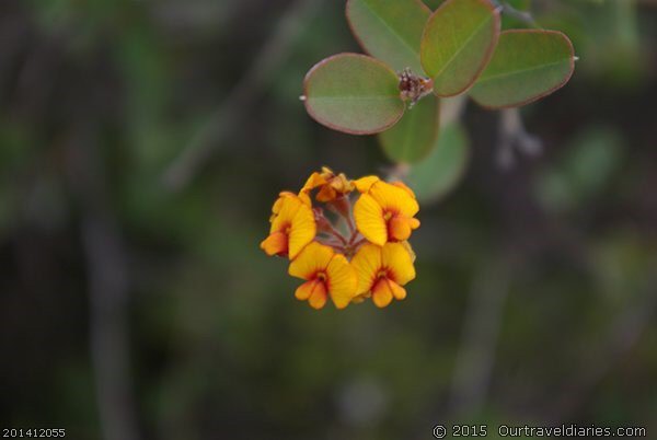 Another of WA's lovely wildflowers seen at Mt Ragged