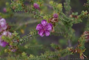 Beautiful mauve wildflower at Mt Ragged