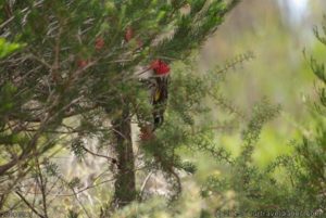 New Holland Honeyeater at our Mt Ragged camp