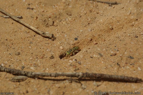 Wasp digging a hole