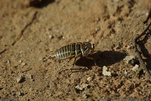 Painted cockroach at Mount Ragged