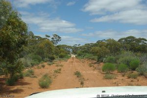 Old Telegraph Line Route near Balladonia