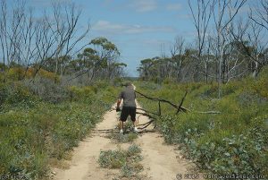 Clearing the track on the Old Telegraph Line Route, Dunas Nature Reserve